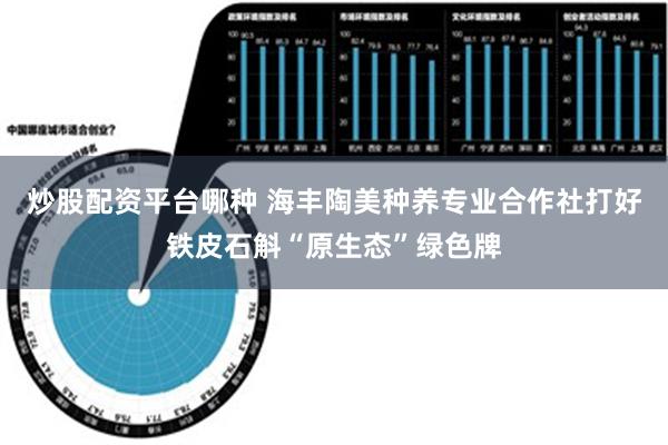 炒股配资平台哪种 海丰陶美种养专业合作社打好铁皮石斛“原生态”绿色牌